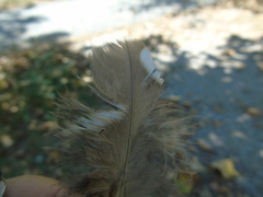 Athene noctua indigena