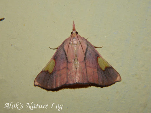 Orybina flaviplaga