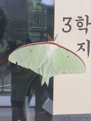 Actias artemis
