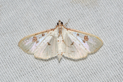 Palpita illibalis