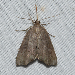 Cutina albopunctella
