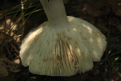 Russula consobrina