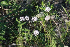 Valeriana capitata