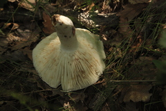 Russula consobrina