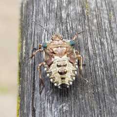 Pentatoma rufipes