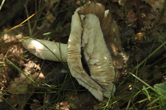 Russula consobrina