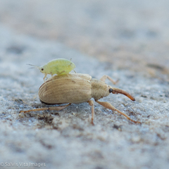 Anthonomus testaceosquamosus
