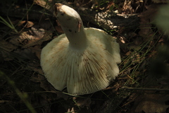 Russula consobrina
