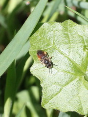 Andrena labiata