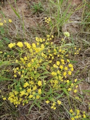 Bupleurum scorzonerifolium