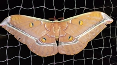 Antheraea assamensis
