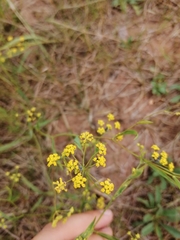 Bupleurum scorzonerifolium