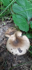 Fungi