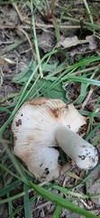Fungi