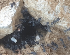 Aphaenogaster senilis