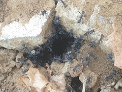 Aphaenogaster senilis