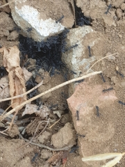 Aphaenogaster senilis