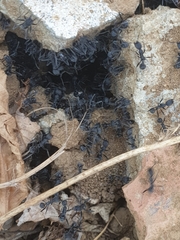 Aphaenogaster senilis