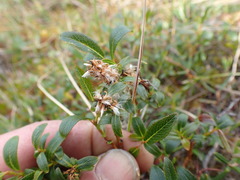 Salix myrtillifolia