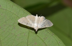 Poliobotys ablactalis