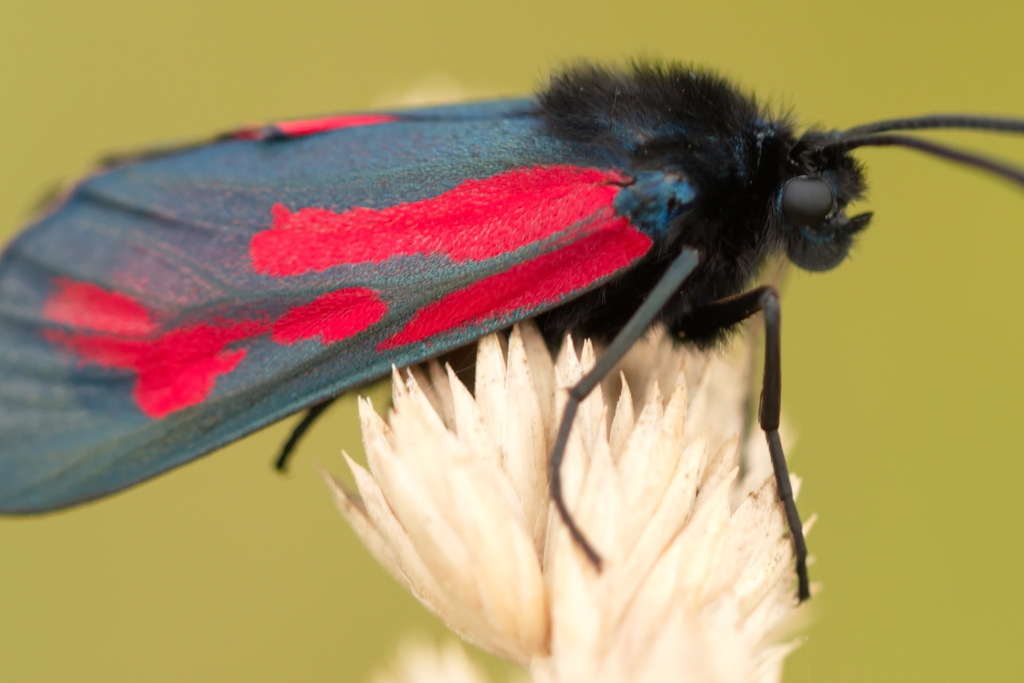 Minos Burnet