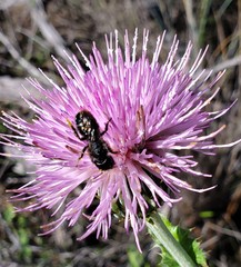 Cephalosmia