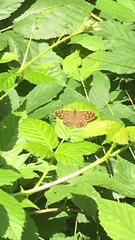 Pararge aegeria
