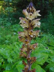 Orobanche pallidiflora