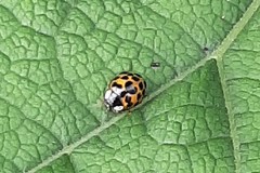 Harmonia axyridis
