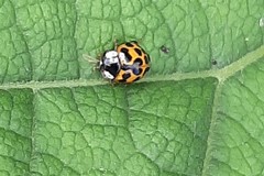 Harmonia axyridis