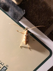 Eburia quadrigeminata