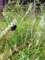 Bombus