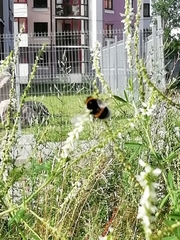 Bombus