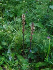 Orobanche pallidiflora