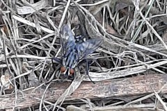 Diptera