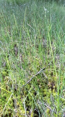 Carex limosa