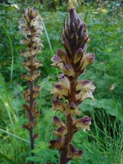 Orobanche pallidiflora