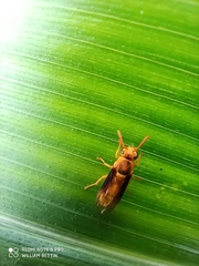 Parachartergus colobopterus