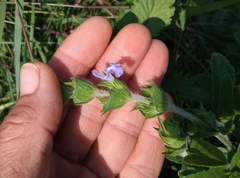 Salvia hirsuta