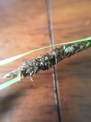 Anthracoidea heterospora