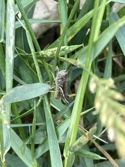 Chorthippus brunneus