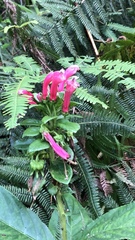 Centropogon cornutus