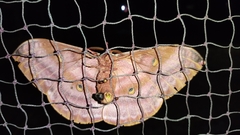 Antheraea assamensis