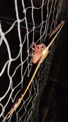 Antheraea assamensis