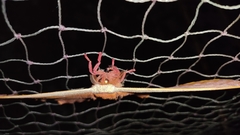 Antheraea assamensis