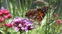 Vanessa cardui