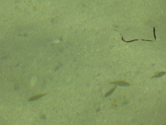 Cymatogaster aggregata