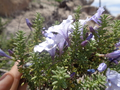 Nolana lycioides