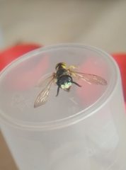 Hymenoptera