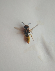 Hymenoptera